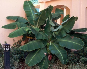 Dwarf Cavendish Banana Plant - Musa - 2.5" Pot