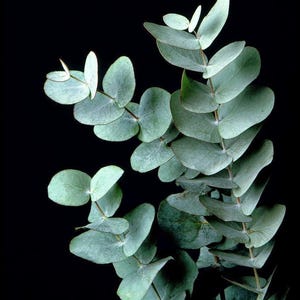 Silver Dollar Eucalyptus cinerea Plant - 2.5" Pot