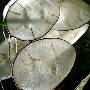 Money Plant 20 Seeds-Silver Dollar Plant-Honesty-Annual