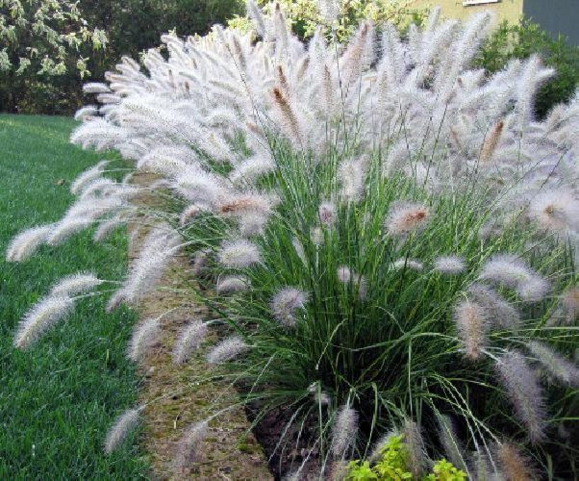 Little Bunny Dwarf Fountain Grass Pennisetum 2.5 Pot Etsy
