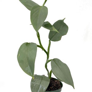 Rare Silver Sword Philodendron Hastatum - 4" Pot