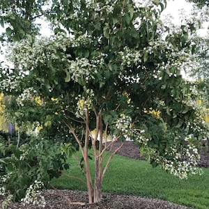 Temple of Bloom® - Seven-Son Flower - 4" pot - Heptacodium - Proven Winners