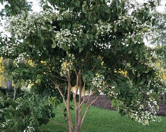 Temple of Bloom® - Seven-Son Flower - 4" pot - Heptacodium - Proven Winners