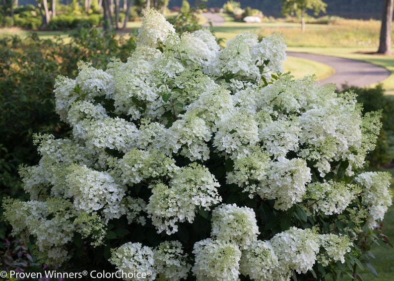 BoBo® Dwarf Hydrangea Bush Blooms all Summer Proven | Etsy
