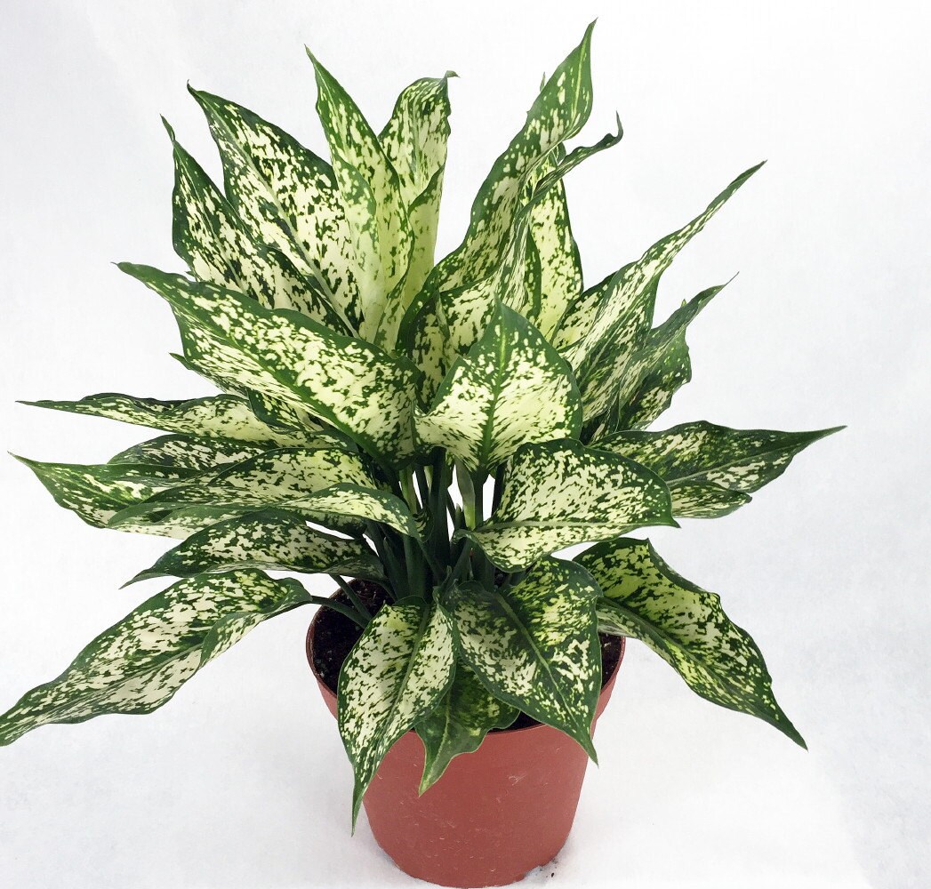 Osaka White Chinese Evergreen Plant Aglaonema Low Light Etsy