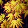 Katsura Japanese Maple - Quick Turn -  Quart Pot - Live Plant - Acer palatum