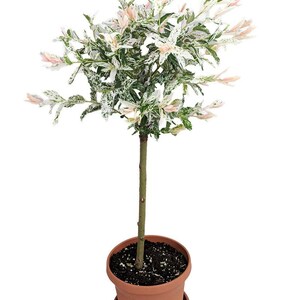 Pink Beauty Hakuro Nishiki Japanese Willow - Outdoors - 6" Pot