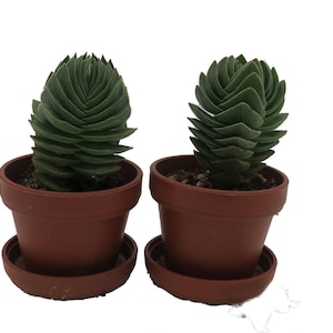 Crassula Buddha's Temple - 1" Pots - 2 Pack - Succulent