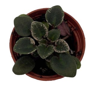 Denver Doll Micro Miniature African Violet - 2" Pot - Violet Collector's Series