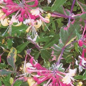 Harlequin Variegated Honeysuckle Vine - Lonicera - 2.5&quot;  Pot