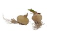 Rare Frizzle Sizzle Plant - Albuca spiralis - 2 Bulbs - Succulent House Plant