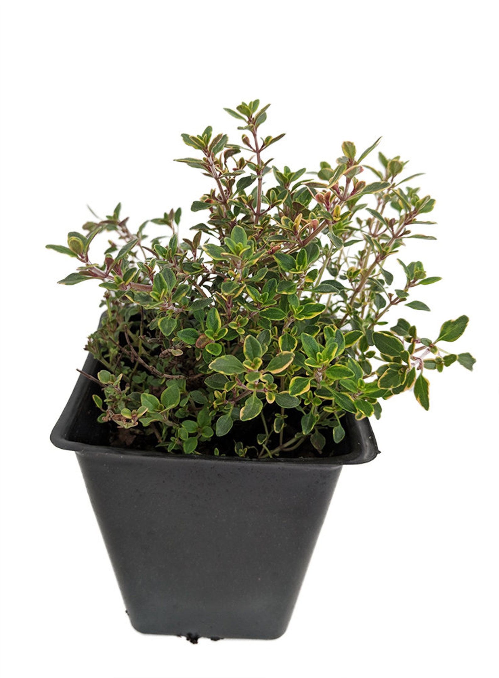 Mosquito Repelling Creeping Lemon Thyme Plant 4 Pot Etsy