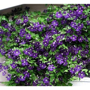 Jackmani Clematis Vine - Velvety-Purple - 2.5" Pot