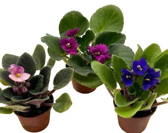 3 Optimara Miniature African Violets 2" Pots. Best Blooming Violet in the World!