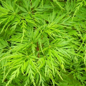 May include: A dense cluster of bright green Japanese maple leaves featuring a delicate, deeply lobed, and serrated structure. The foliage displays various shades of vibrant lime and emerald green, with thin, branching stems visible beneath the leaves.