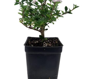 Double White Serissa Tree - 2.5" Pot - House Plant/ Fairy Garden Plant/ Bonsai