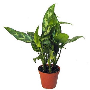 Maria Chinese Evergreen Plant - Aglaonema - Low Light - 4" Pot