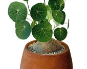 Rare Charlotte 39 s Web Thailand Money Plant - Stephania Erecta - XL Bulb