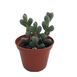 Alien Ice Plant - Delosperma lehmannii - 2.5" Pot - A Real Cool Succulent