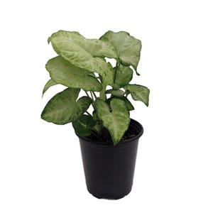 White Butterfly Arrowhead Plant - Syngonium - Nepthytis - 3.5" Pot