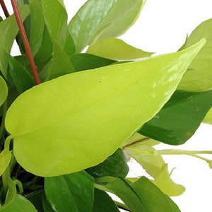 Neon Devil's Ivy - Pothos - Epipremnum - 4" Pot - Very Easy to Grow