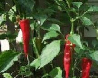 Guajillo Hot Pepper - 20 Seeds - Great for Drying