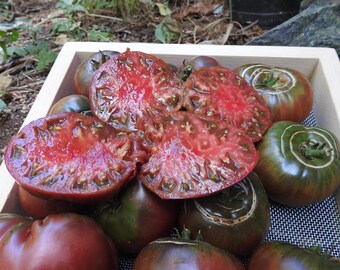 Black Krim Tomato Plant - 2.5" Pot - Delicate Skin/Full Flavor - Heirloom