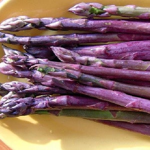 Purple Passion Asparagus 10 Roots - Passion in the Garden - Heirloom/No GMOs