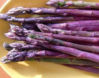 Purple Passion Asparagus 10 Roots - Passion in the Garden - Heirloom/No GMOs