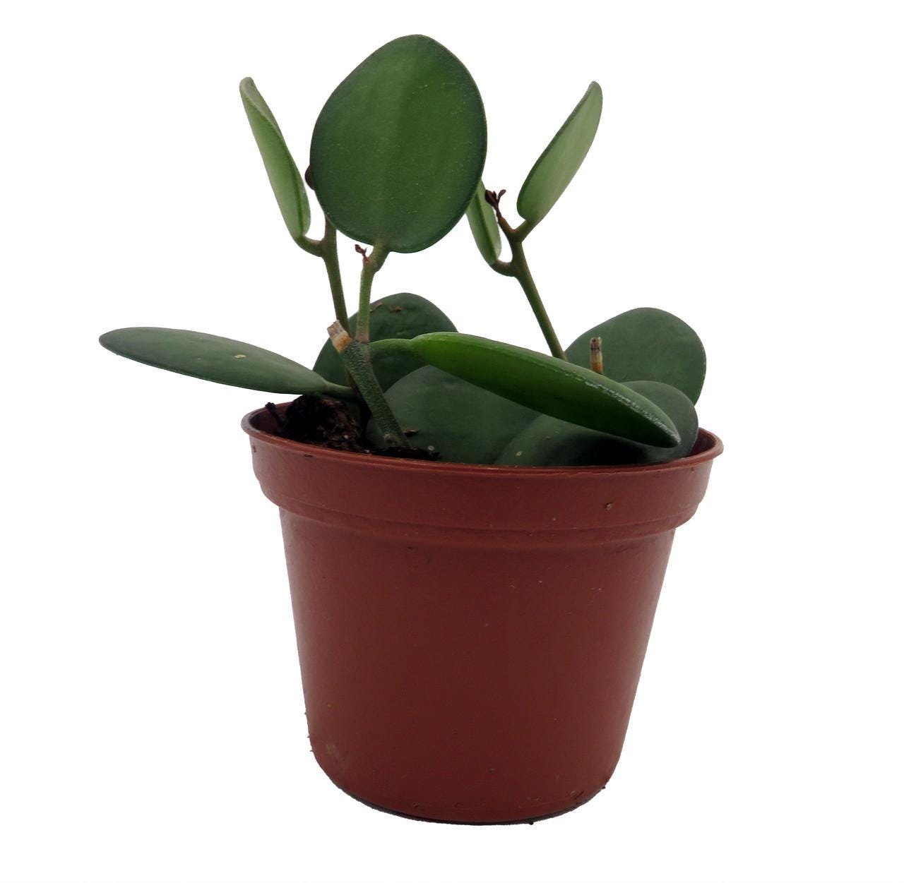 GIRUVI 「Grow on the Wall」Gracilius mqdefault.jpg