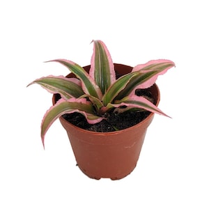 Pink Earth Star Plant - Cryptanthus - 2" Pot