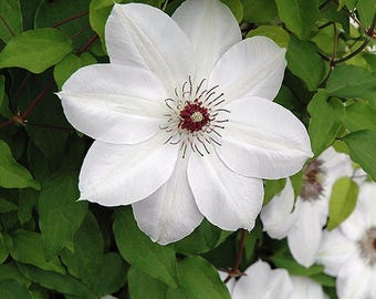 Henryi Clematis Vine - Pure White - 2.5" Pot