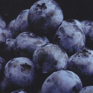 Toro Blueberry Plant - Huge Berries - Early - Self Fertile - 2.5" Pot - No Shipping to Washington State or Oregon