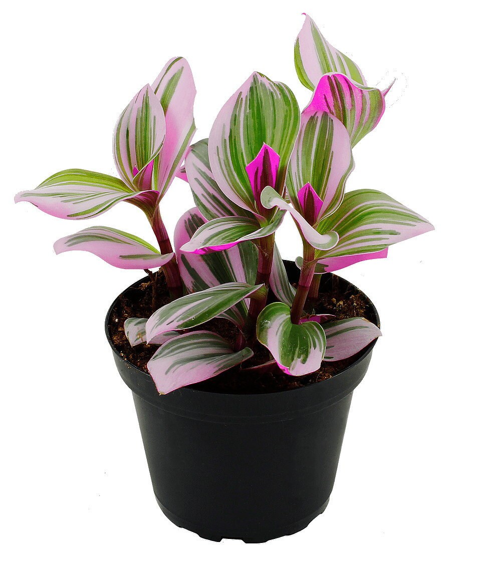 Rare Nanouk Pink Wandering Jew -Tradescantia - 4" Pot - Collecto…