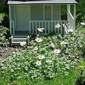 World's Smallest Daisy Bellium 2.5 Pot Fairy Garden Plant image 1