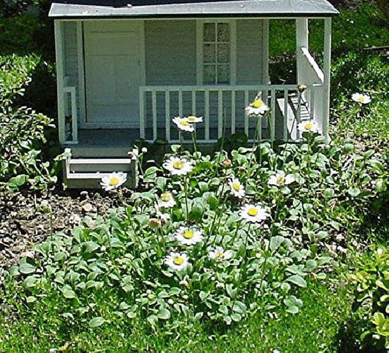 World's Smallest Daisy Bellium 2.5 Pot Fairy Garden Plant image 1