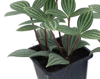 Parallel Peperomia puteolata - Easy to Grow House Plant - 2.5" Pot