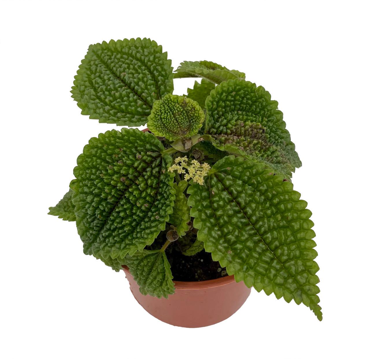Moon Valley Pilea Plant - Vibrant & Unique Houseplant - 3.7" Pot