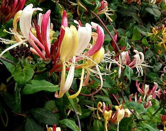 Serotina Belgica Honeysuckle Vine - Late Dutch - Lonicera - 2.5&quot; Pot - Fragrant