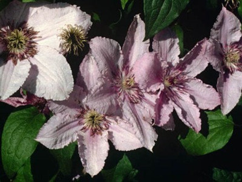 Clematis Hagley Hybrid Pink Chiffon Vine 2.5 Pot Etsy