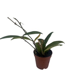 Hoya Minibelle - carnosa x shepherdii - Live Vining Wax Plant - 2" Pot
