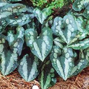 Quick Silver Chinese Ginger - Asarum - Wildflower - Indoors or Out - 2.5" Pot