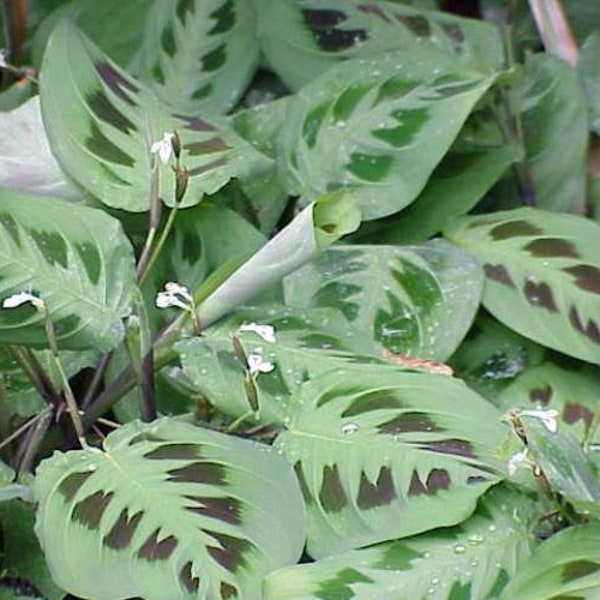 Hirt's Green Prayer Plant - Maranta - Easy to grow - 4" Pot