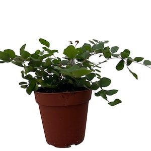 Hirt's Gardens Button Fern - Pellaea rotundifolia - Unusual-4" Pot