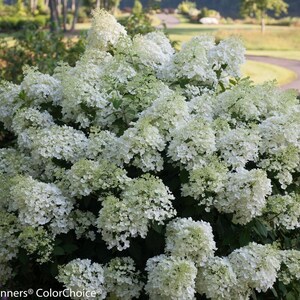 BoBo® Dwarf Hydrangea Bush - Blooms all Summer - Proven Winners - 4" Pot imagen 4