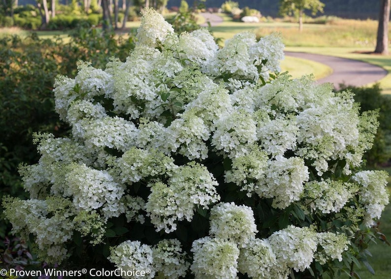 BoBo® Dwarf Hydrangea Bush - Blooms all Summer - Proven Winners - 4" Pot imagen 4