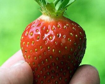 50 Earliglow Strawberry Plants - Bare Root - The Earliest Berry!