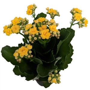 Yellow Calandiva Plant - 2.5" Pot - Kalanchoe - Double Yellow Blooms!