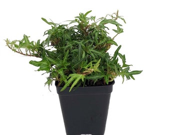 Feen Finger English Ivy - 2.5" Pot - Terrarium/Fairy Garden/House Plant