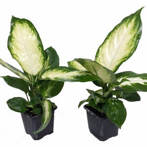 Camille Dieffenbachia - Very Durable - 2 Plants in 3" Pots